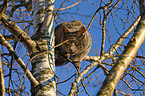 Katze klettert auf Baum