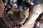 Katze auf Baum