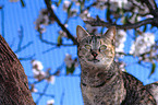 Katze auf Baum