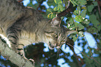 Katze auf Baum