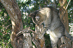 Katze auf Baum