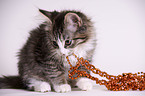 junger Maine-Coon-Mischling