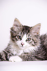 junger Maine-Coon-Mischling