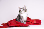 junger Maine-Coon-Mischling