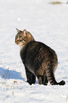 Hauskatze im Schnee