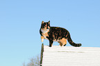 Hauskatze im Schnee