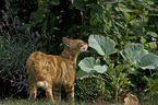 Katze im Garten