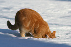 roter Kater im Schnee