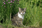 Hauskatze im Garten