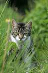 Hauskatze im Garten