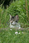 Hauskatze im Garten