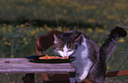 Hauskatze klaut Essen