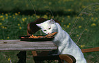 Hauskatze stiehlt Essen