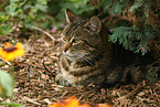 Hauskatze