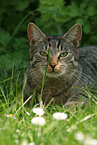 liegende Hauskatze