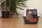 Hauskatze in Transportbox