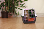 Hauskatze in Transportbox