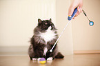 Katze beim Clickertraining