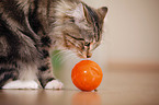 Katze mit Futterball