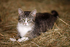 Hauskatze