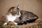 Hauskatze