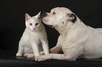 Hund und Katze