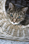 Hauskatze Portrait