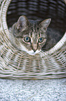 Hauskatze Portrait