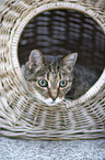 Hauskatze Portrait