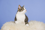 sitzende Hauskatze