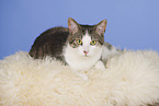 sitzende Hauskatze