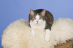 sitzende Hauskatze
