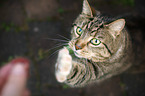 Hauskatze will Leckerli
