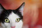 Hauskatze Augen