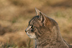 Hauskatze Portrait