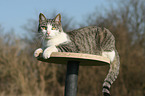 liegende Hauskatze