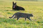 Hund und Katze