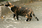 Hauskatze