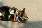 Hauskatze