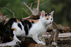 junge Hauskatze