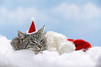 liegende Katze