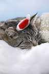 liegende Katze