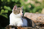 junge Hauskatze