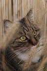 Hauskatze Portrait