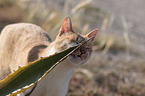 Hauskatze Portrait