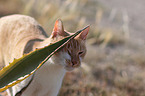 Hauskatze Portrait