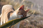 Hauskatze Portrait