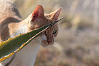 Hauskatze Portrait