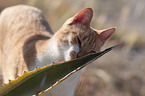 Hauskatze Portrait