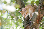 Ktzchen auf dem Baum